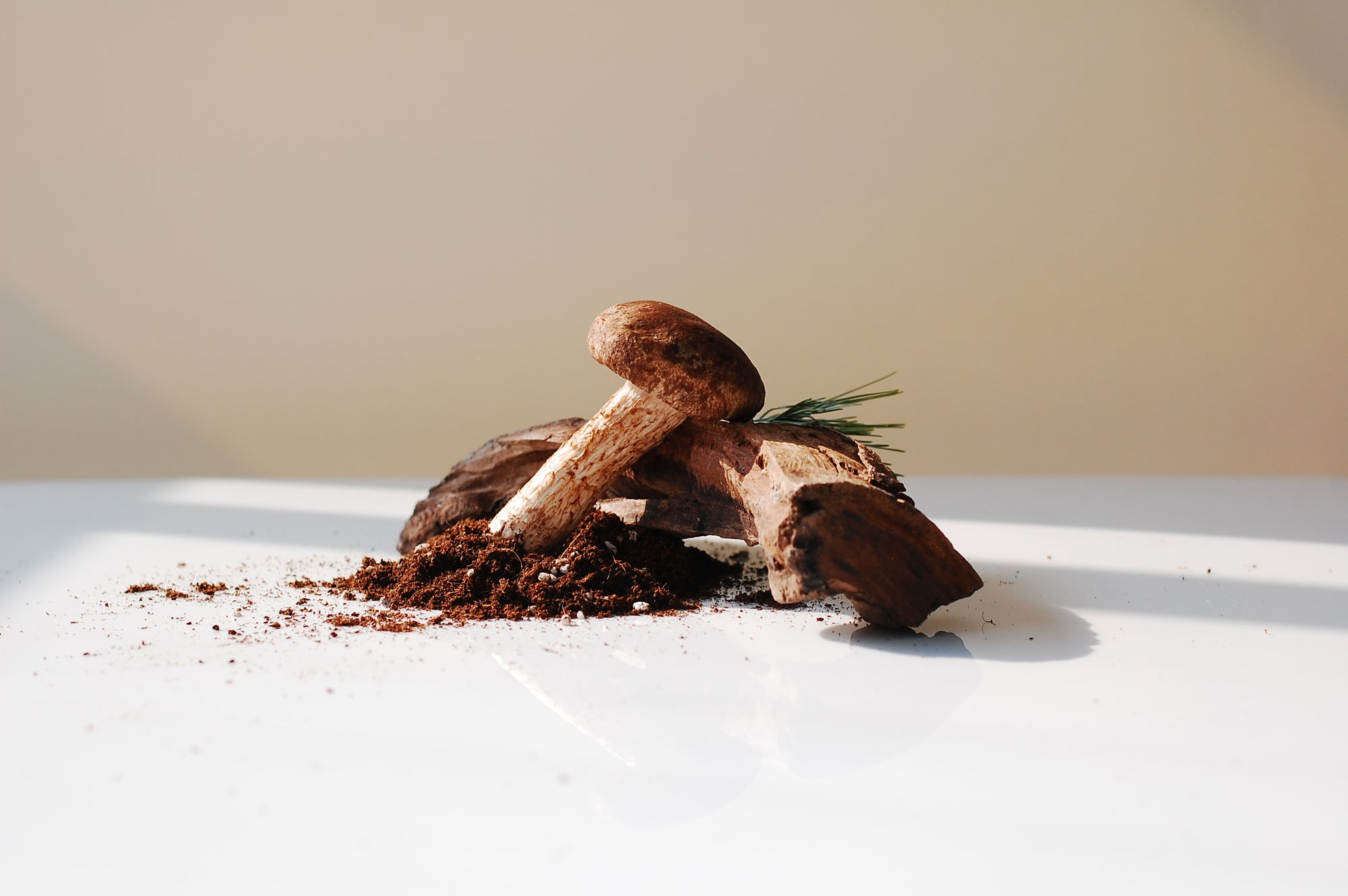 Nature's Secret Weapon: Matsutake Mushroom and Its Role in Hair Loss Prevention